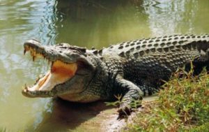 Asyik Memancing, Warga Lembata Ini Dimangsa Buaya