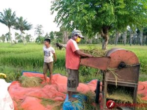 Poktan Cinta Kasih Panen Hasil Program RPM