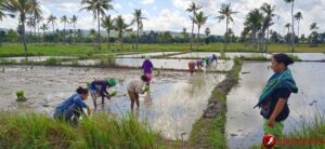 Kades Lakulo-Malaka  Minta Warganya Tanam Serentak