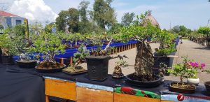 Dekranasda NTT dan Koboi Kupang Gelar Pameran 1000 Bonsai