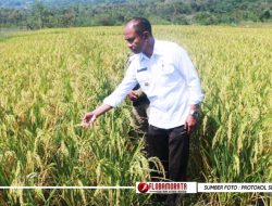 Wabup Belu Tinjau Persawahan Irigasi Takirin