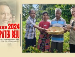 Bupati Belu Panen Cabai Bersama Poktan Maju Desa Manleten